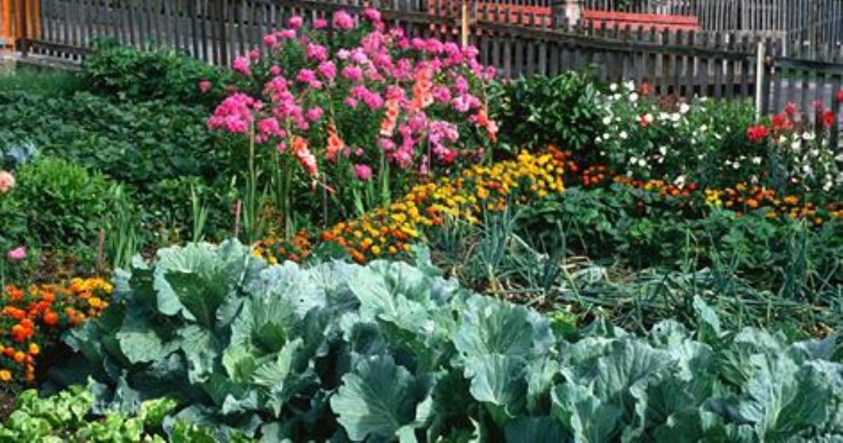 Компаньоны на грядке: какие овощи и цветы стоит посадить рядом друг с другом