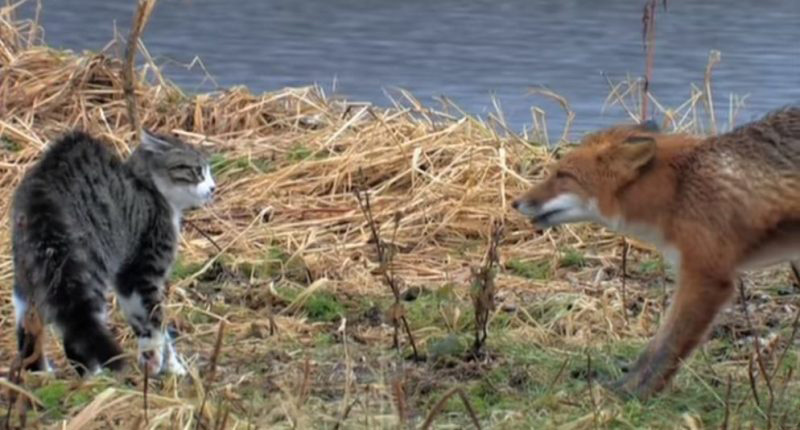 Схватка дикой лисы и домашнего кота на берегу озера. Кто кого?