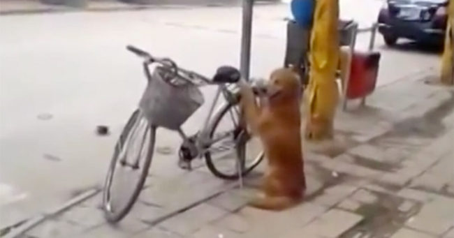 Собака охраняет велосипед. Посмотрите, что она делает, когда возвращается хозяин!