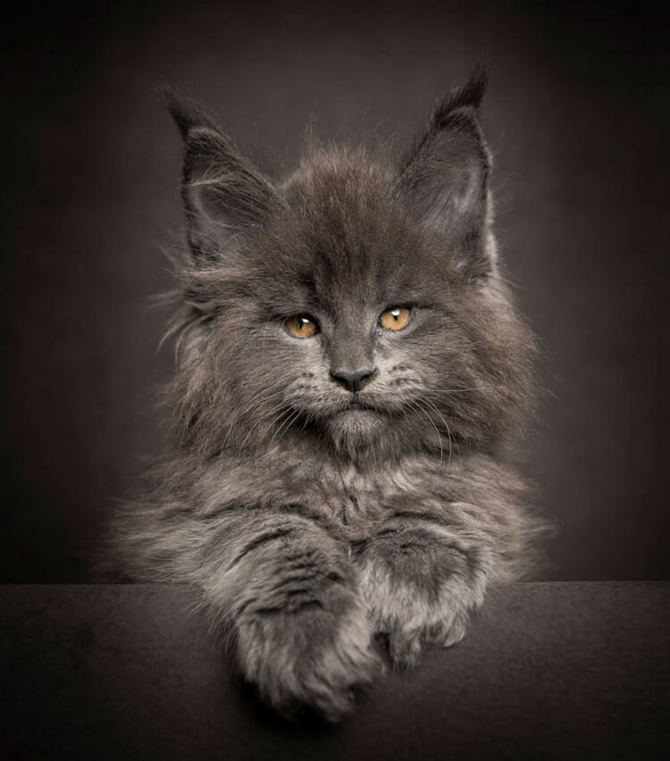 Мэйкуны — самые грациозные домашние коты. Царь зверей в миниатюре!