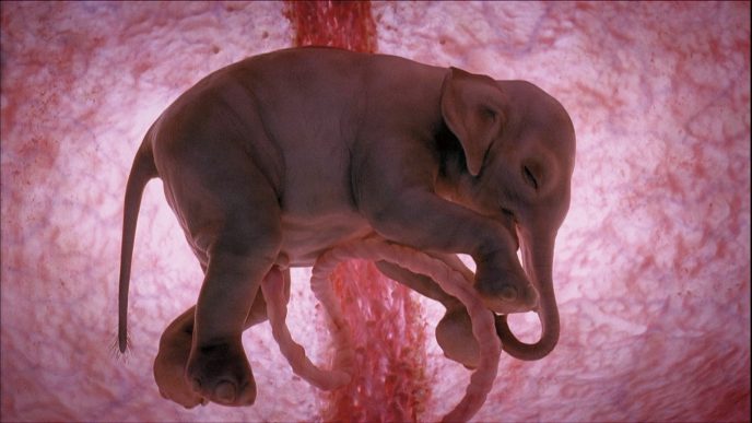 Уникальные кадры, которые показывают, как выглядят животные в утробе матери