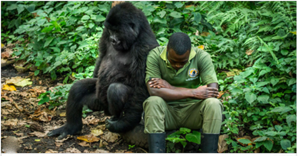 Смотрите, как горилла утешает своего друга — человека в беде!