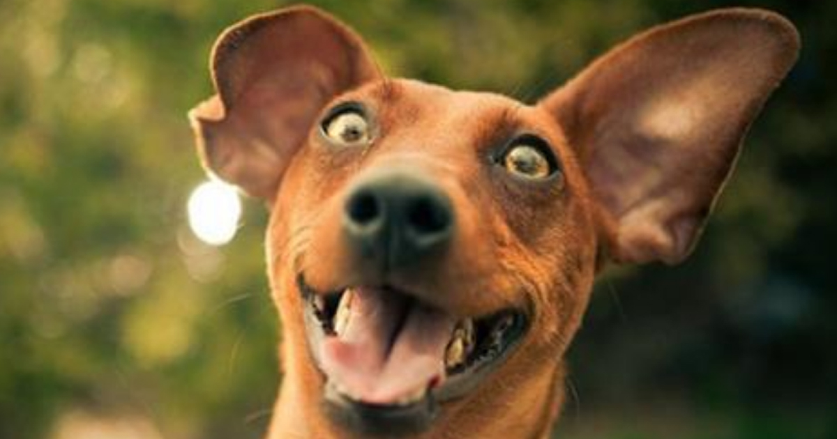 21 собака с таким спектром эмоций, что даже Станиславский сказал бы «Верю!»