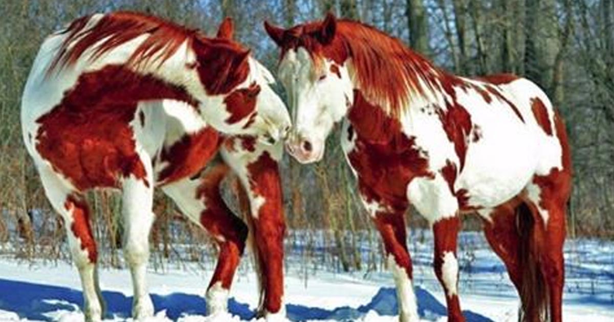 Подборка самых красивых лошадей на планете…