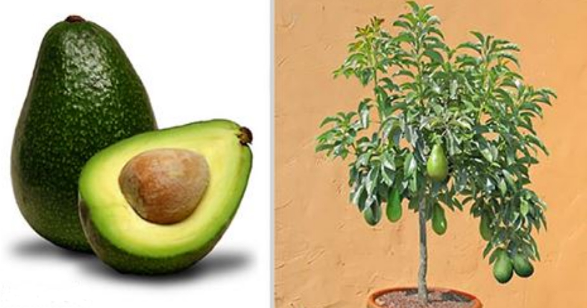 Какое вырастает авокадо. Авокадо растение. Авокадо растение с плодами. Авокадо высота дерева. Авокадо плодоносит.