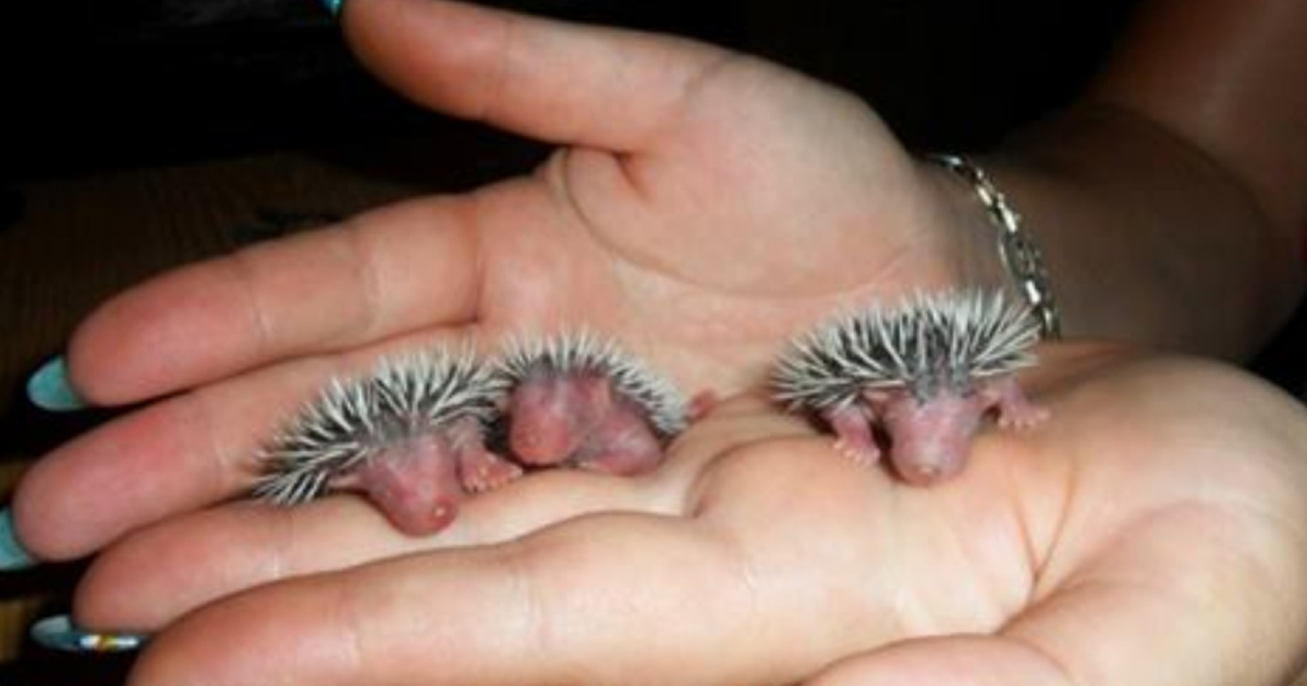 15 животных, которых вы вряд ли видели новорождёнными!