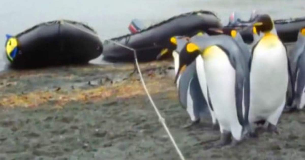 Пингвины пытаются переступить через веревку