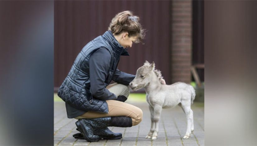 В Ленинградской области родился самый маленький конь в мире!