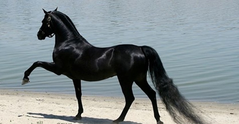 От красоты и величия этих лошадей захватывает дух!