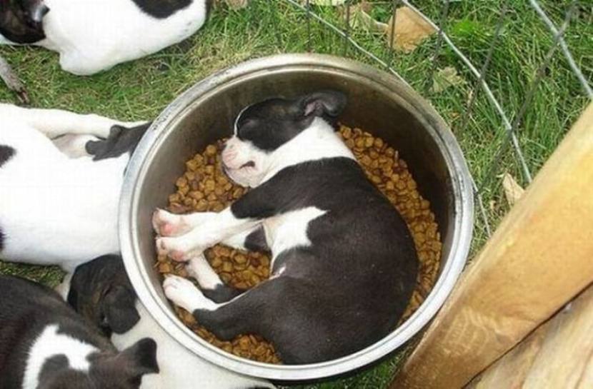 Спят усталые щеночки, в миске спят